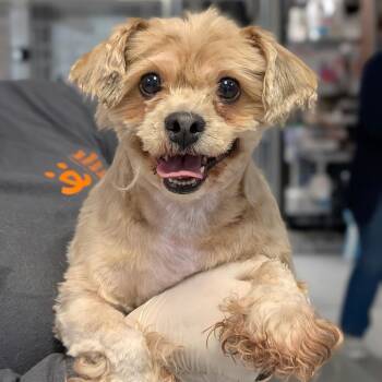 Shih Tzu Dogs Available for Adoption in Houston, Texas - Molly | PetCurious