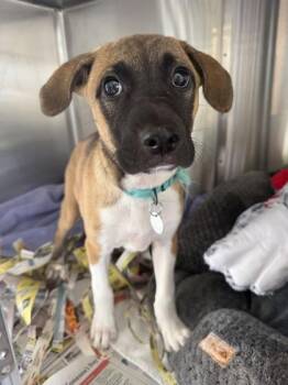 Emmy -  Black Mouth Cur and Hound Dog for Adoption in Honolulu, Hawaii - Emmy | PetCurious