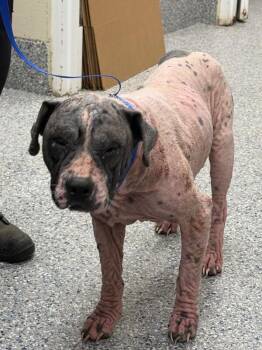 Slinky -  Pit Bull Terrier Dog for Adoption in Burgaw, North Carolina - Slinky | PetCurious