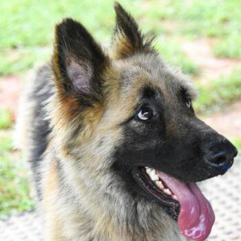 Storm -  German Shepherd Dog Dog for Adoption in Columbus, North Carolina - Storm | PetCurious