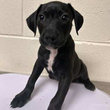 Lolipop -  Mixed Breed Dog for Adoption in Roxboro, North Carolina - Lolipop | PetCurious
