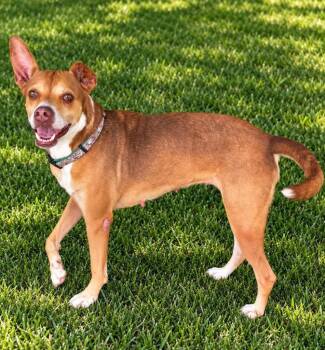 Lucy Lu -  Labrador Retriever and German Shepherd Dog Dog for Adoption in St. Augustine, Florida - Lucy Lu | PetCurious