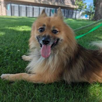 Teddy -  Pomeranian Dog for Adoption in Valparaiso, Indiana - Teddy | PetCurious