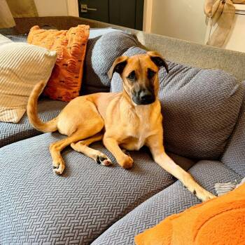 Charlie AKA Birch -  Rhodesian Ridgeback Dog for Adoption in Norfolk, Massachusetts - Charlie AKA Birch | PetCurious