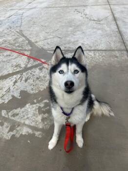 Husky Dogs Available for Adoption in Lancaster, Pennsylvania - Keya | PetCurious
