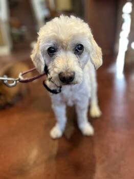 Rescue Bichon Frise Dogs for Adoption in San Diego, California - Bruno | PetCurious
