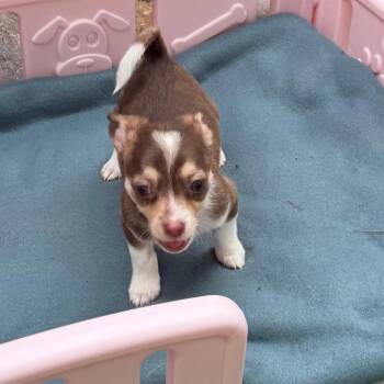 Posh Spice -  Chihuahua and Mixed Breed Dog for Adoption in Las Vegas, Nevada - Posh Spice | PetCurious