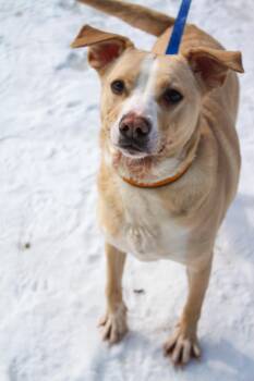 Mixed Breed Dogs Available for Adoption - Ordell | PetCurious