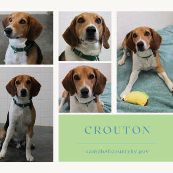 Rescue Beagle Dogs for Adoption in Melbourne, Kentucky - Crouton | PetCurious