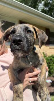 Louis Vuitton -  Mixed Breed Dog for Adoption in Kenosha, Wisconsin - Louis Vuitton | PetCurious