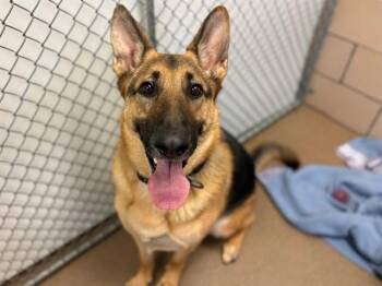 ECHO -  German Shepherd Dog Dog for Adoption in Fort Wayne, Indiana - ECHO | PetCurious