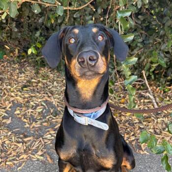 Moochie -  Doberman Pinscher Dog for Adoption in Goleta, California - Moochie | PetCurious