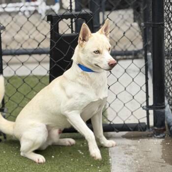 Mixed Breed Dogs Available for Adoption - Yeti | PetCurious