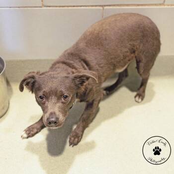 Huckleberry -  Mixed Breed Dog for Adoption in Abilene, Texas - Huckleberry | PetCurious