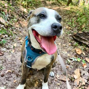 Mixed Breed Dogs Available for Adoption in Gainesville, Florida - Willow Jade | PetCurious