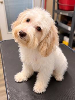 Penny -  Miniature Poodle Dog for Adoption in Conroe, Texas - Penny | PetCurious