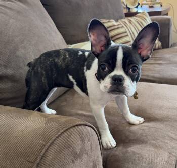 French Bulldog and Boston Terrier Dogs Available for Adoption in Mundelein, Illinois - Cake Pop | PetCurious
