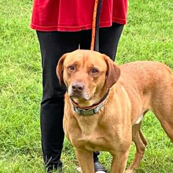 BUDDY LIVES AT A CARWASH -  Labrador Retriever and Vizsla Dog Available for Adoption in Kaufman, Texas - BUDDY LIVES AT A CARWASH | PetCurious