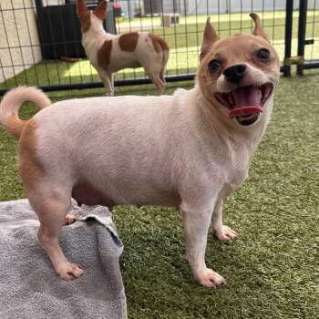 Chihuahua Dogs Available for Adoption in Titusville, Florida - Ponyo | PetCurious