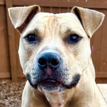 Rescue Mixed Breed Dogs for Adoption in Decatur, Georgia - Flap Jack | PetCurious