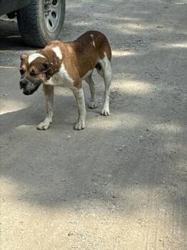 DRAGON -  Pit Bull Terrier and Mixed Breed Dog for Adoption in Tulsa, Oklahoma - DRAGON | PetCurious