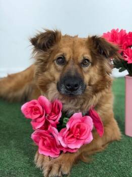 Spaniel and Shetland Sheepdog Sheltie Dogs Available for Adoption in Carlsbad, California - Cinnamon-One Of Our Amazing Rescue Dogs | PetCurious