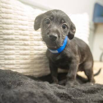 Risk -  Terrier and Mixed Breed Dog for Adoption in Pawling, New York - Risk | PetCurious