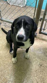 Rescue Retriever Dogs for Adoption in Fort Payne, Alabama - Sal | PetCurious