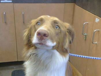 GONGER -  Border Collie and Mixed Breed Dog for Adoption in Sacramento, California - GONGER | PetCurious