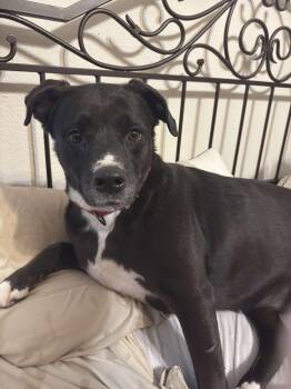 Rescue Labrador Retriever Dogs for Adoption in Lewisville, Indiana - Shyla | PetCurious