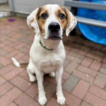 Foxhound and Australian Cattle Dog Blue Heeler Dogs Available for Adoption in Fullerton, Pennsylvania - Ziggy | PetCurious