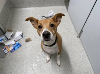 Black Mouth Cur Dogs Available for Adoption - LEXI | PetCurious