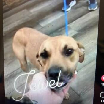 Hound Dogs Available for Adoption - Jewel | PetCurious