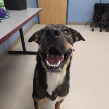 Suki -  Shepherd and Rottweiler Dog for Adoption in Grand Junction, Colorado - Suki | PetCurious