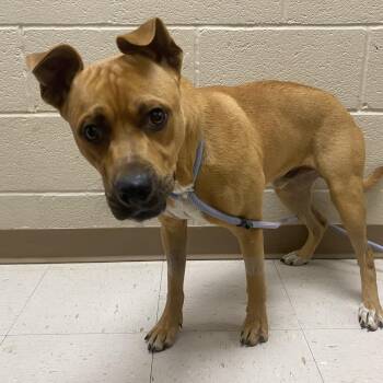 George -  Mountain Cur and Mixed Breed Dog for Adoption in Jacksboro, Tennessee - George | PetCurious