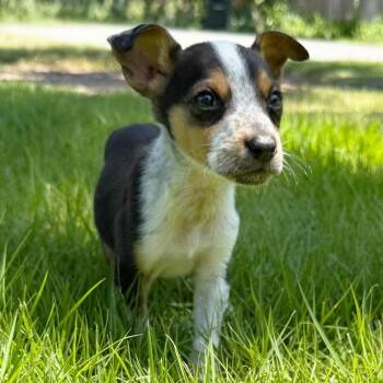 Chris -  Australian Cattle Dog Blue Heeler Dog for Adoption in Little Rock, Arkansas - Chris | PetCurious