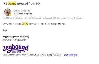 Dachshund and Terrier Dogs Available for Adoption - Danny | PetCurious