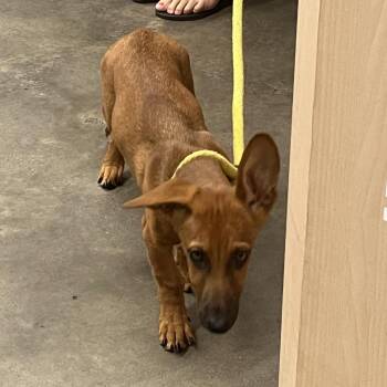Brendan -  Dachshund and Mixed Breed Dog for Adoption in Tampa, Florida - Brendan | PetCurious