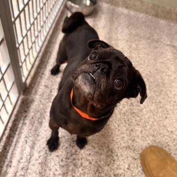 Pug Dogs Available for Adoption in Peyton, Colorado - Cleo (JA26-39) | PetCurious