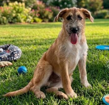 Irish Terrier Dogs Available for Adoption in North Prairie, Wisconsin - **MUNCH** | PetCurious