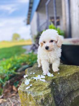 Rescue Poodle Dogs for Adoption in Neosho, Missouri - Clyde | PetCurious