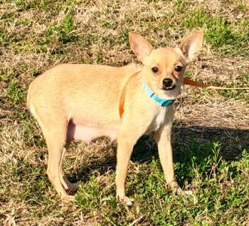 Chihuahua Dogs Available for Adoption - Patience | PetCurious