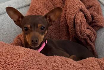 Chihuahua Dogs Available for Adoption - Winnie | PetCurious