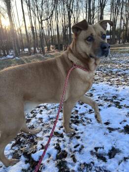 Labrador Retriever Dogs Available for Adoption - Rusty | PetCurious