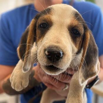 JOLENE -  Beagle and Foxhound Dog for Adoption in Westminster, Maryland - JOLENE | PetCurious
