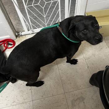 Labrador Retriever Dogs Available for Adoption in Birmingham, Alabama - Fitu | PetCurious