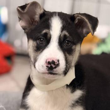 Australian Shepherd and Cattle Dog Dogs Available for Adoption - Chief | PetCurious