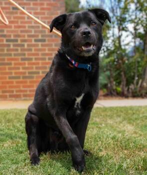 Labrador Retriever Dogs Available for Adoption in Stillwater, Oklahoma - Milo | PetCurious