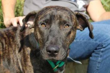 Rescue Mountain Cur and Mixed Breed Dogs for Adoption in Kansas City, Missouri - Cecilia | PetCurious