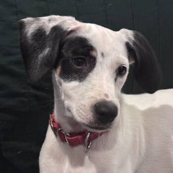 Dottie Delight - LOCAL GIRL Good with kids, dogs and cats -  Jack Russell Terrier Dog for Adoption in Andover, Massachusetts - Dottie Delight - LOCAL GIRL Good With Kids, Dogs And Cats | PetCurious